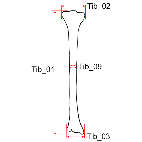 Tibia. Culture: Syrian. Dimensions: Height: 23 1/16 in. (58.6 cm) Diameter  (At end): 1 in. (2.5 cm). Date: ca. 1-500. The tibia was sounded with a  double reed, and two pipes would