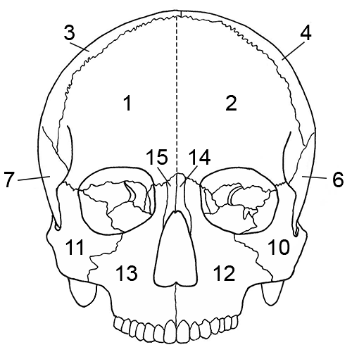 Cranium anterior
